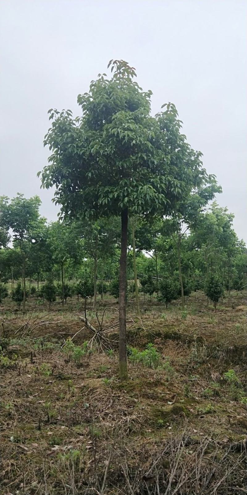 香樟树湖北基地发货樟树杠直，数量多，规格齐全耐寒