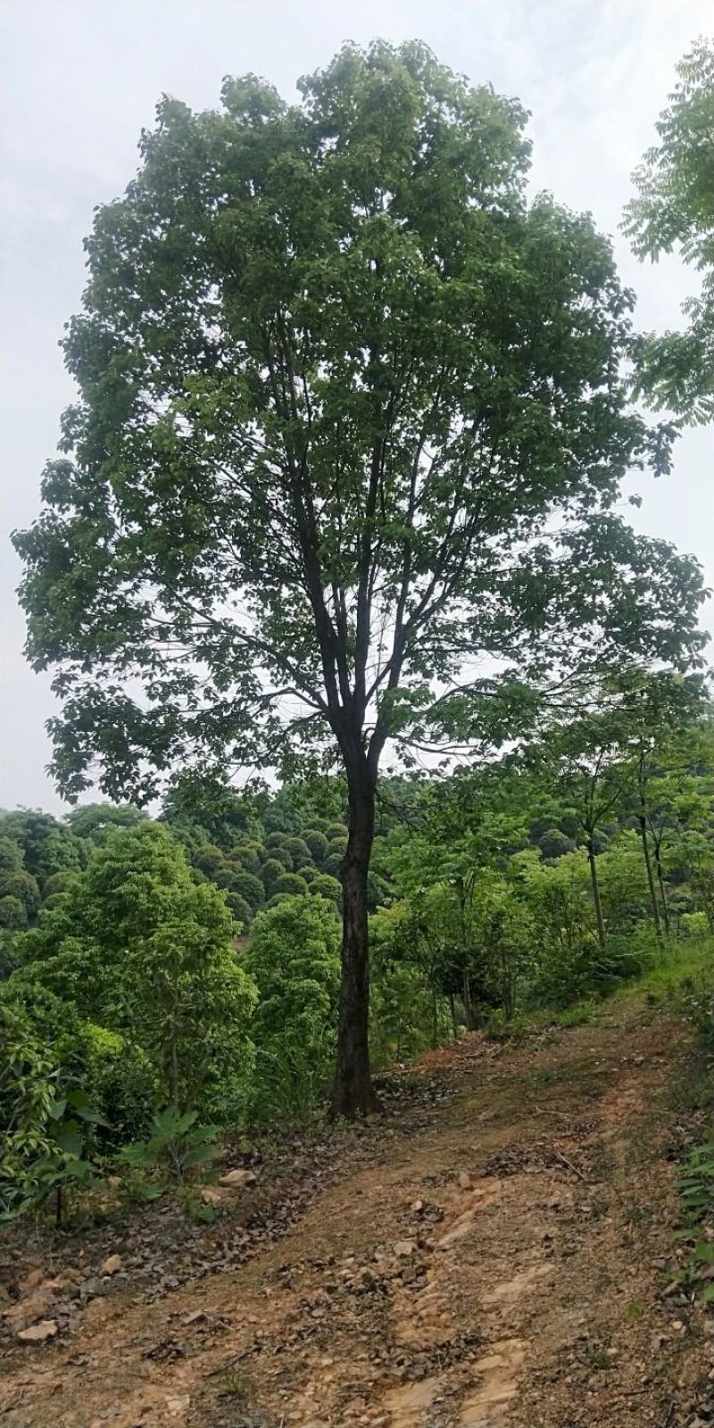 香樟树湖北基地发货樟树杠直，数量多，规格齐全耐寒