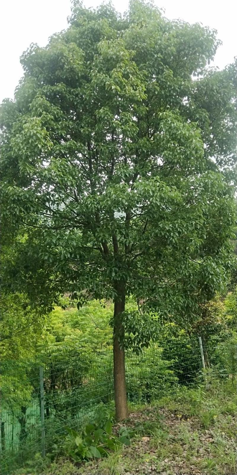 香樟树湖北基地发货樟树杠直，数量多，规格齐全耐寒