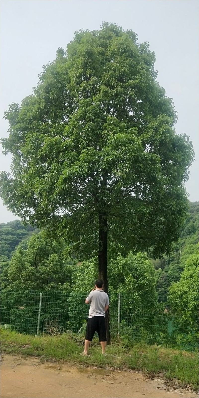 香樟树湖北基地发货樟树杠直，数量多，规格齐全耐寒