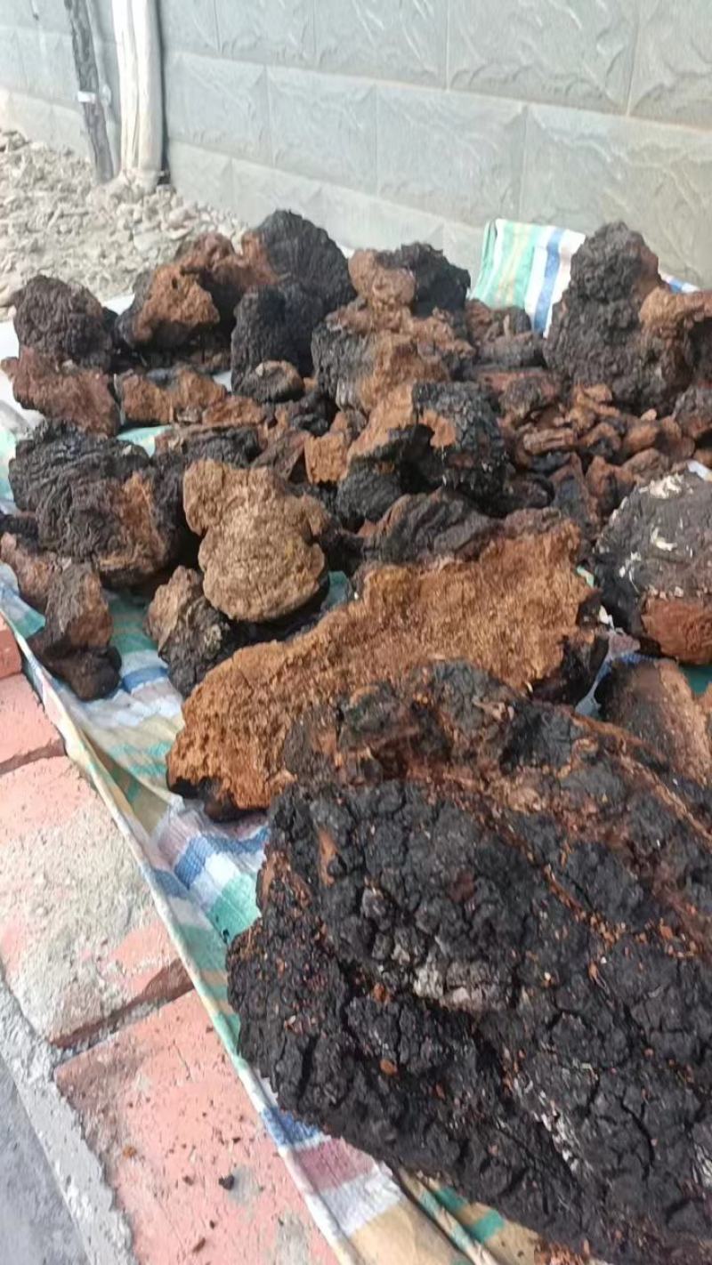 【推荐】桦树茸，干货。华树茸，华黄，秦岭山野生华树茸。