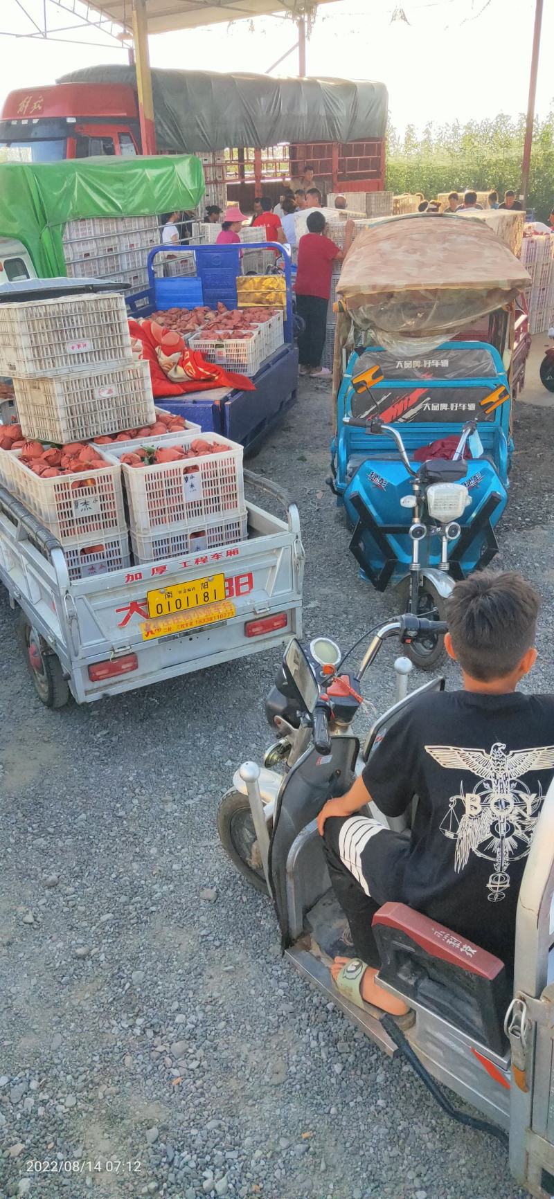 河南南阳黄金梨产地直供，代收代发诚信经营，保证质量