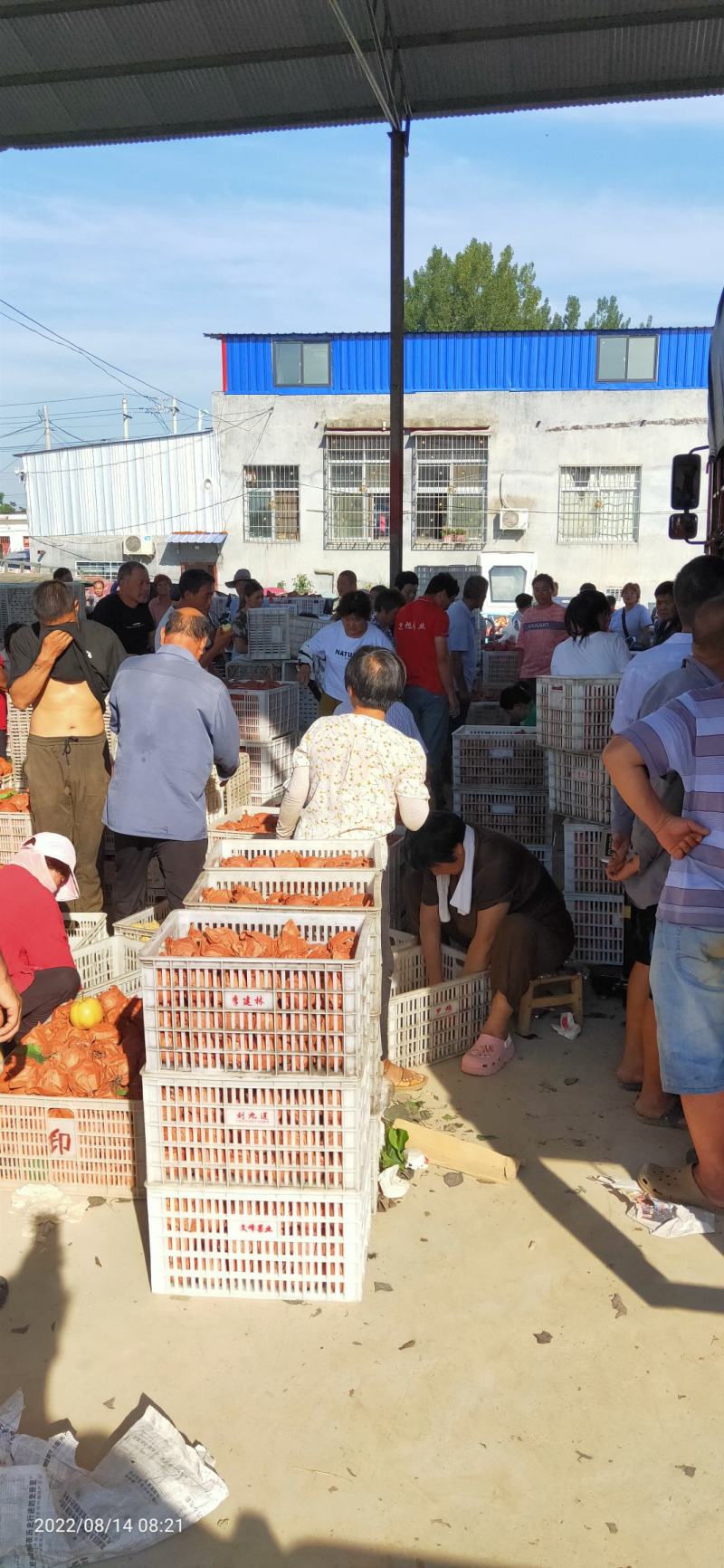 河南南阳黄金梨产地直供，代收代发诚信经营，保证质量