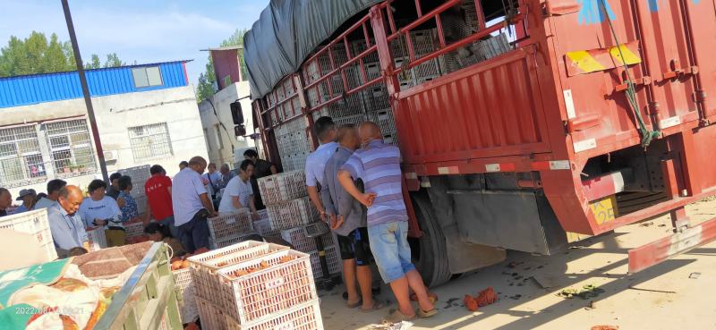 河南南阳黄金梨产地直供，代收代发诚信经营，保证质量
