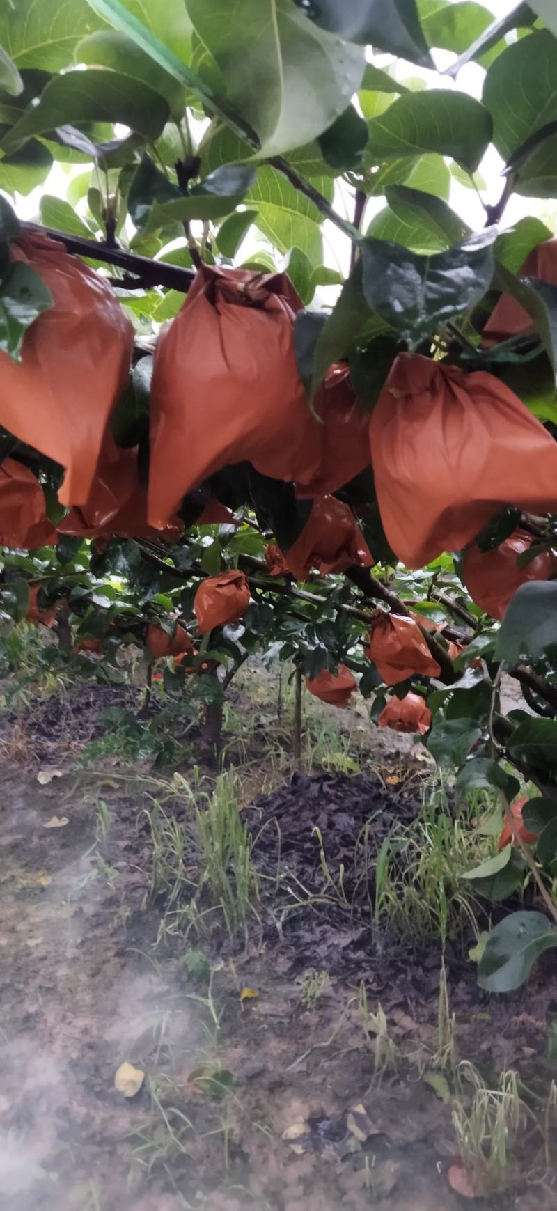 山东省莱西秋月梨华山梨黄金梨