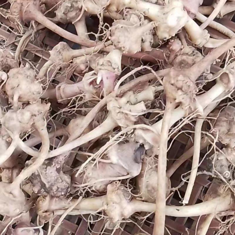 【珠子参】野生珠子参，自然晾晒干货可视频看货