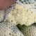 河北省沽源县菜花