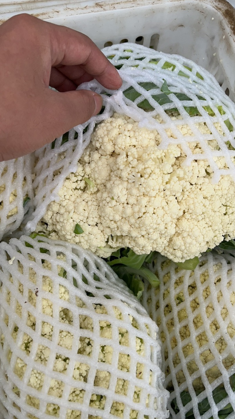 河北省沽源县菜花