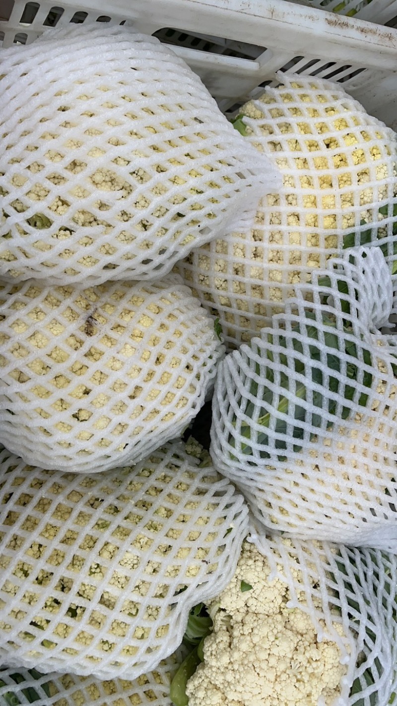 河北省沽源县菜花