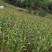 四川本地红缨子高粱自己种了2000亩，