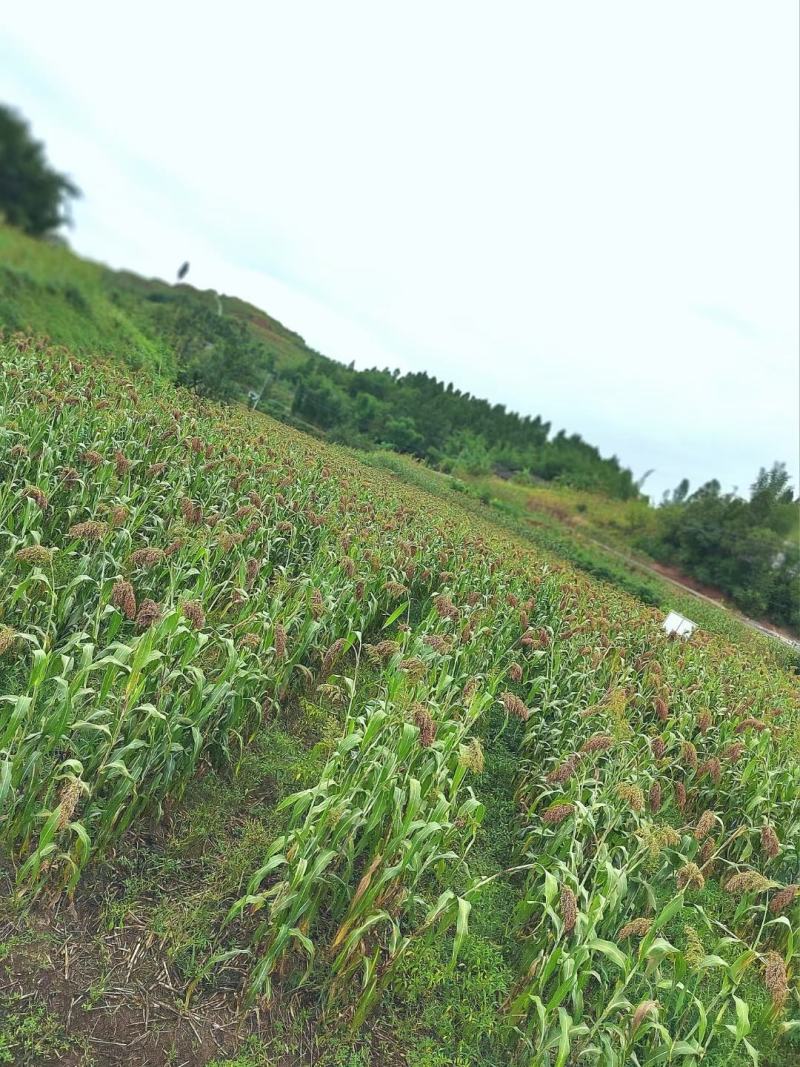 四川本地红缨子高粱自己种了2000亩，