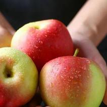 山东精品嘎啦苹果大量上市中全国接单现场果园现摘