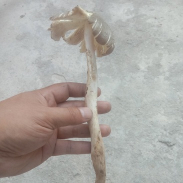 鸡枞菌