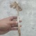 鸡枞菌