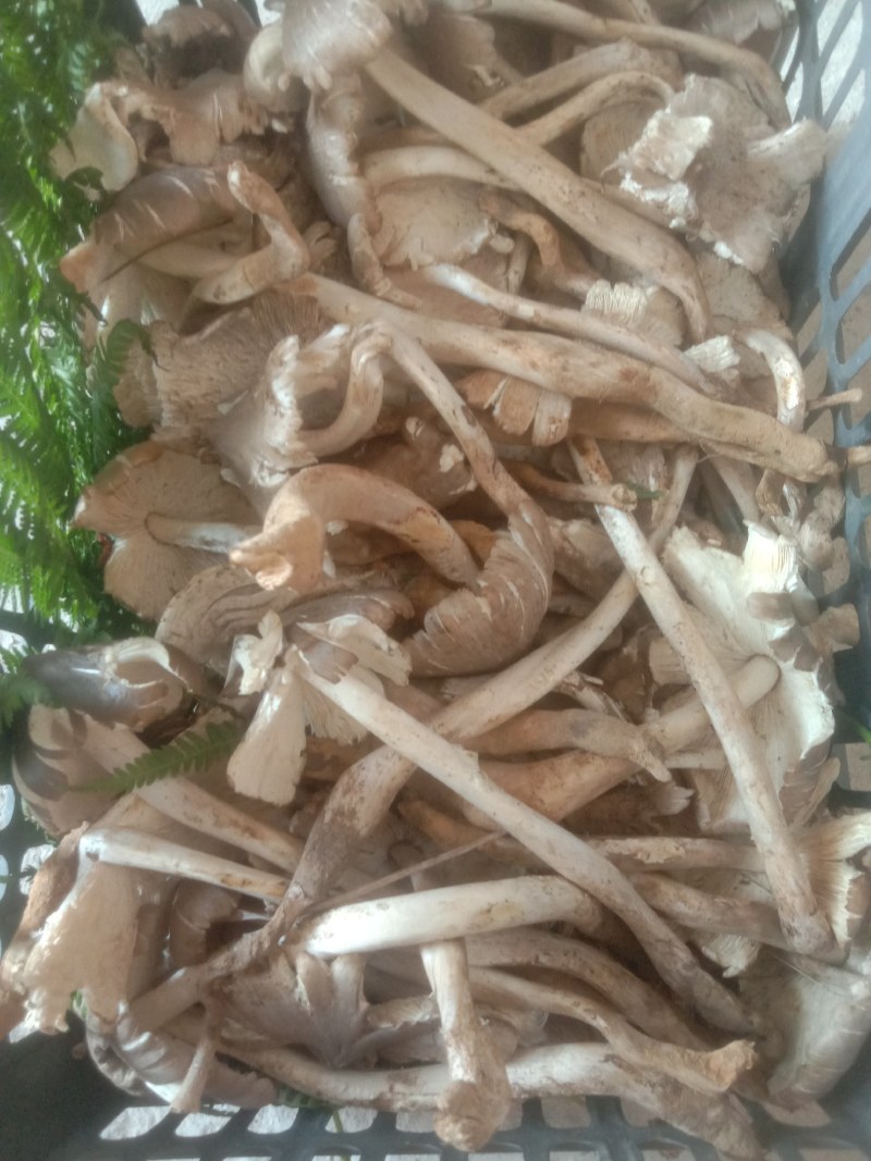 鸡枞菌