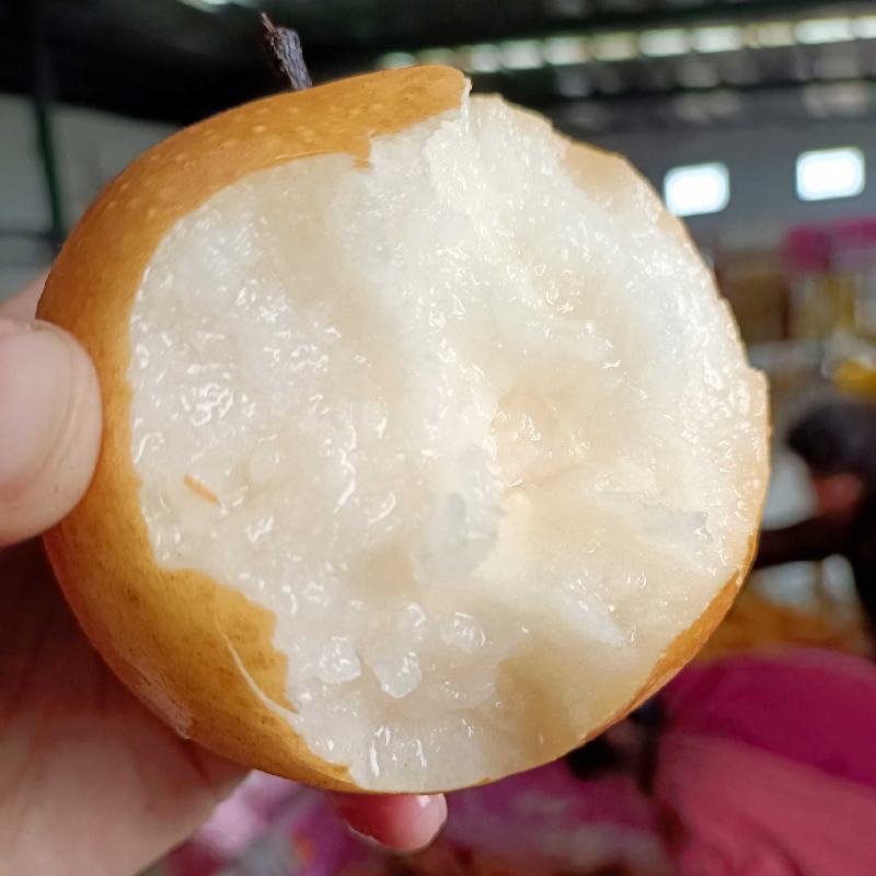 【招财猫伴手礼礼盒】烟台莱阳秋月梨脆甜多汁核心原产地直发