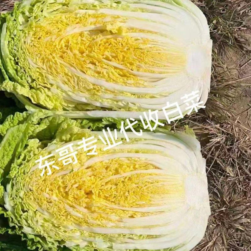 肇州东北黄心大白菜