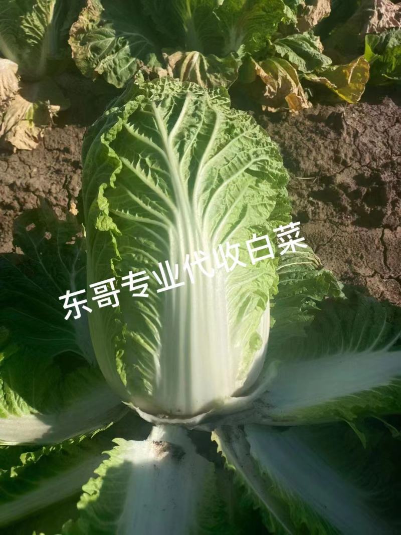 肇州东北黄心大白菜