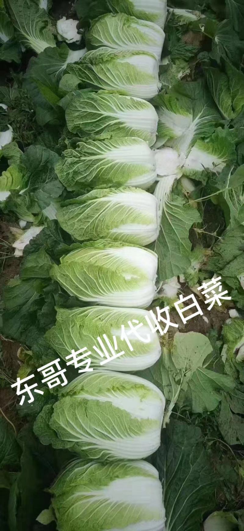 肇州东北黄心大白菜