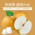 新鲜秋月梨南水梨，3000亩大基地！品质统一稳定！集采