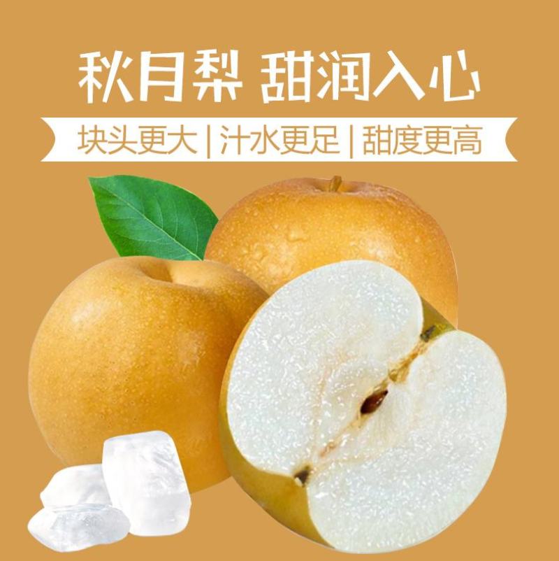 新鲜秋月梨南水梨，3000亩大基地！品质统一稳定！集采