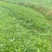 草珊瑚基地苗批量供应