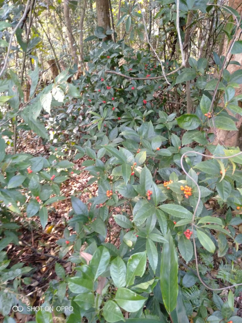 草珊瑚基地苗批量供应