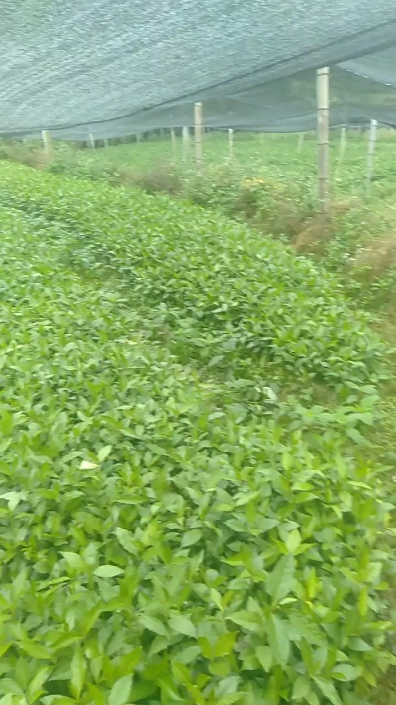 草珊瑚基地苗批量供应