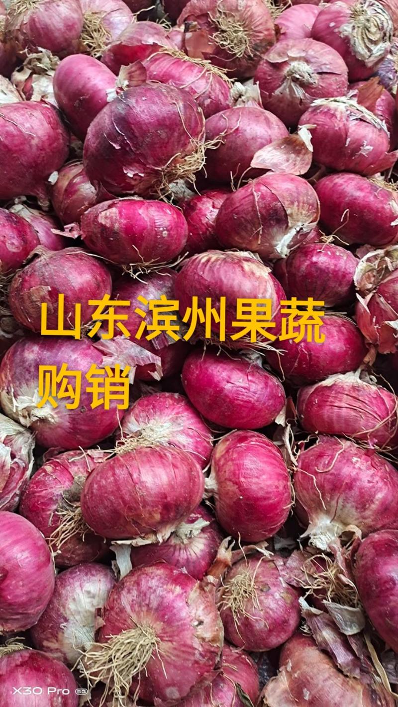 山东滨州红皮洋葱，没有苔葱货源充足，常年供应，代发全国。