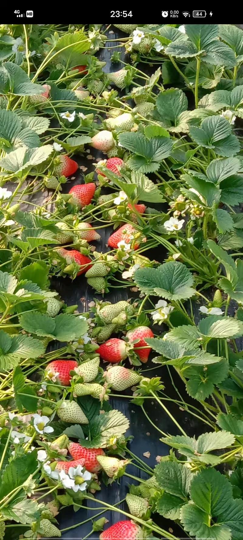 草莓生产苗！！！！！甜查理！艳丽！华艳！红颜！甜宝等