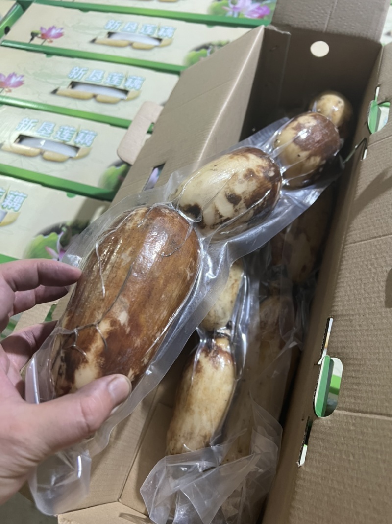 南沙礼品真空粉莲藕，供平台，电商，批发市场都可以