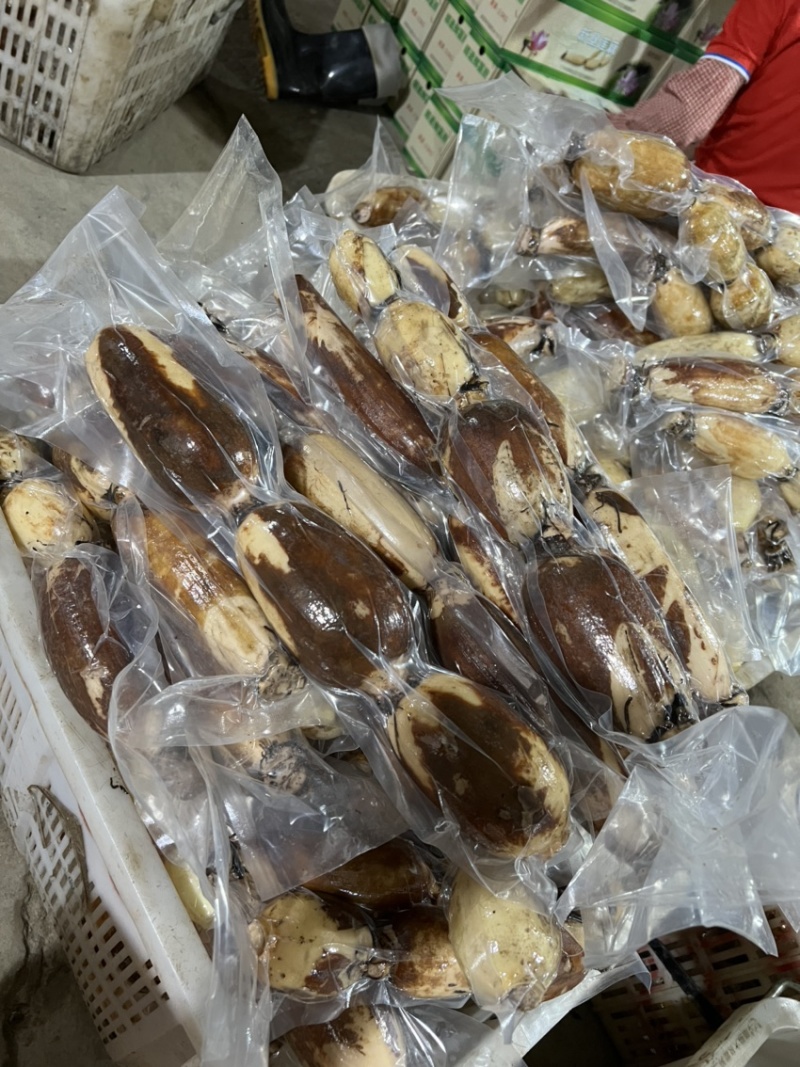 南沙礼品真空粉莲藕，供平台，电商，批发市场都可以