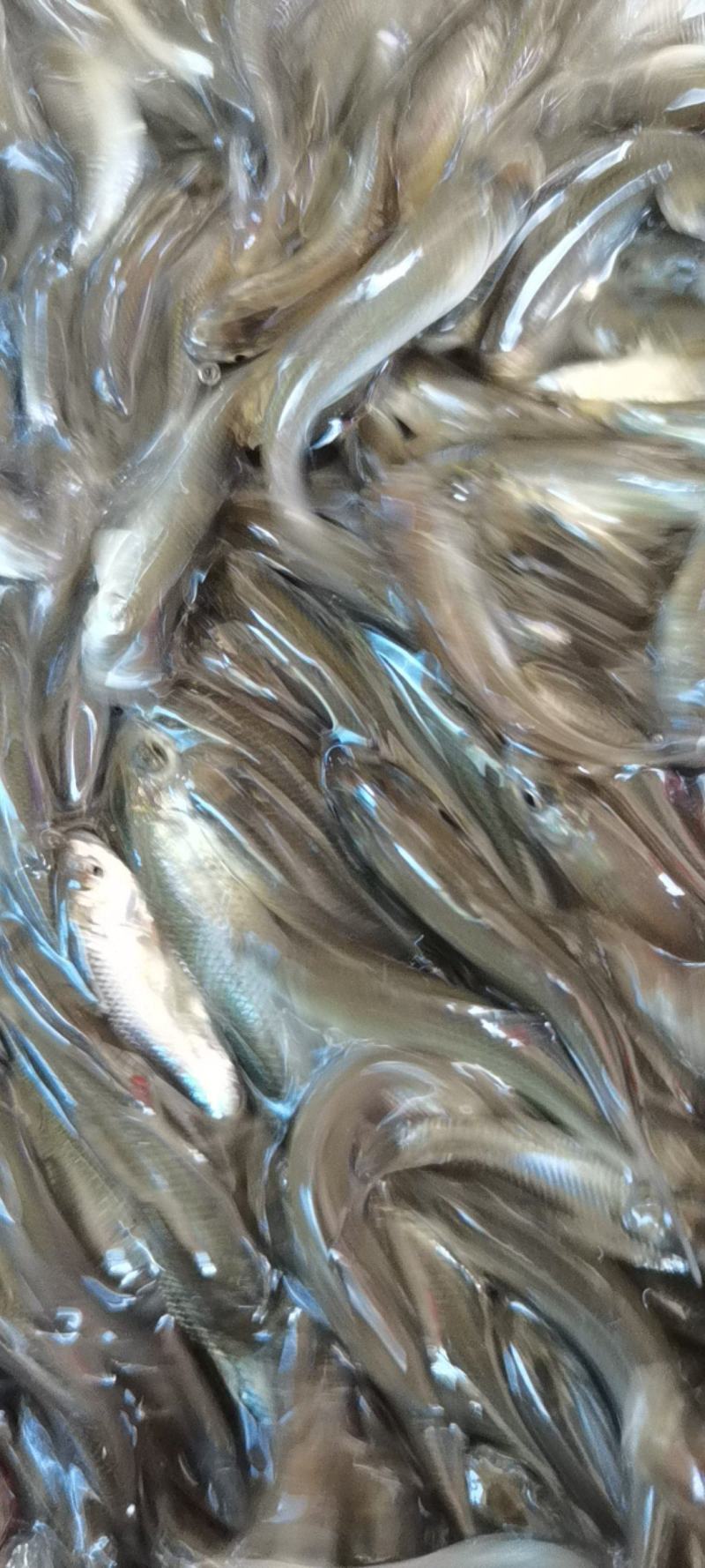 土鲮苗