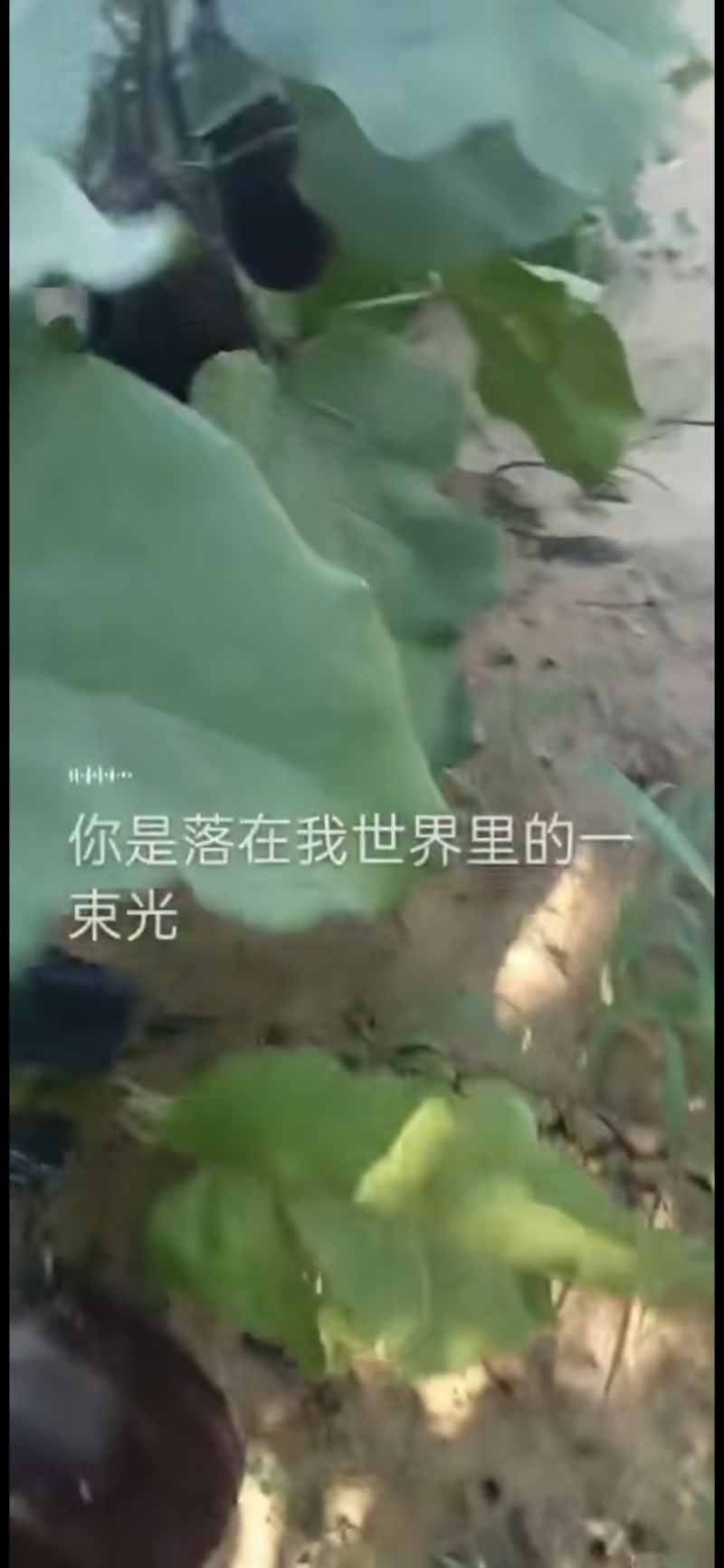 开始供货线椒罗丝椒隆椒二炮有需要的客商提前