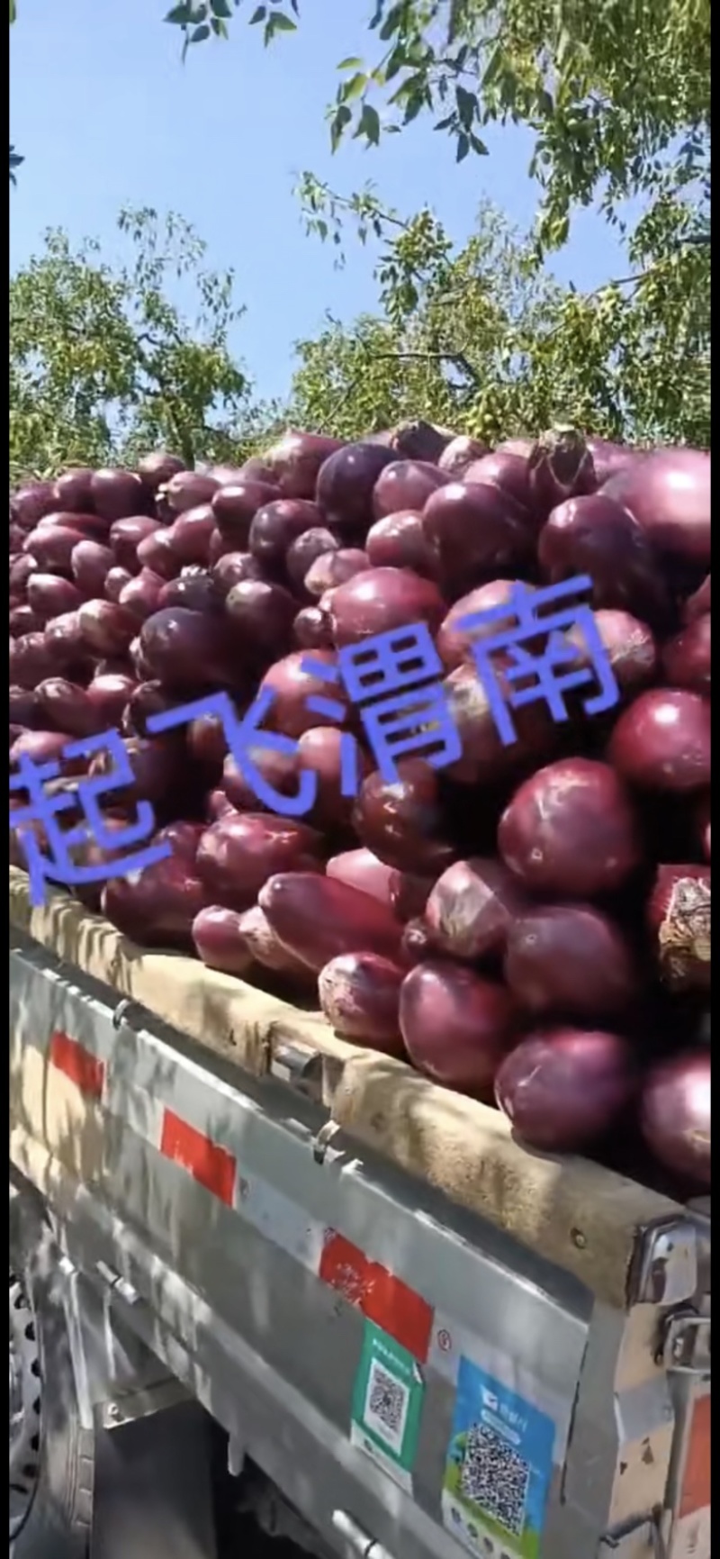 开始供货线椒罗丝椒隆椒二炮有需要的客商提前