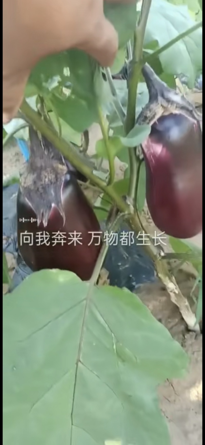 开始供货线椒罗丝椒隆椒二炮有需要的客商提前