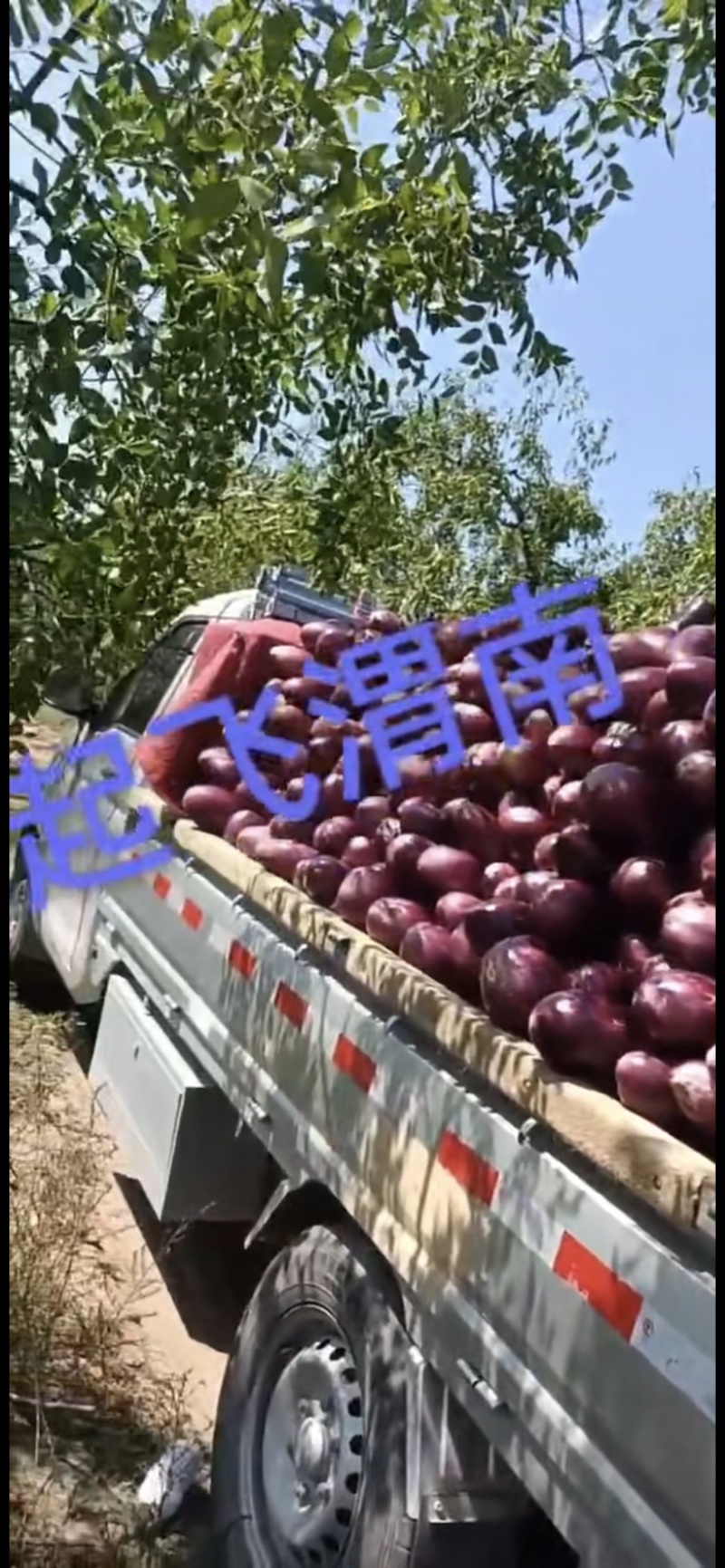 开始供货线椒罗丝椒隆椒二炮有需要的客商提前