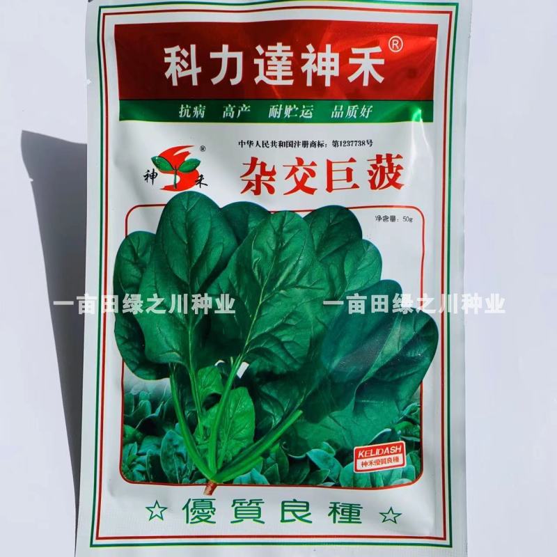 神禾杂交巨菠菠菜种子抗病高产大叶菠菜种子耐寒耐热抗病