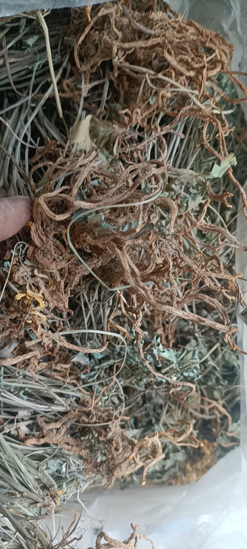 种植岩黄