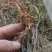 种植岩黄
