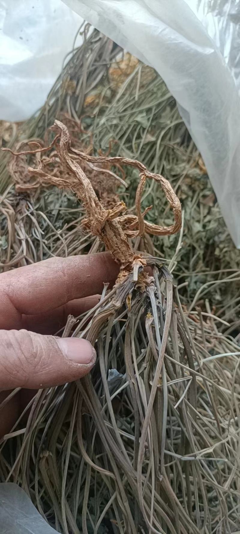 种植岩黄