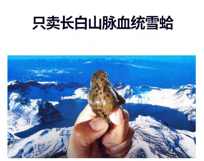 足干雪蛤油泡发率高批发