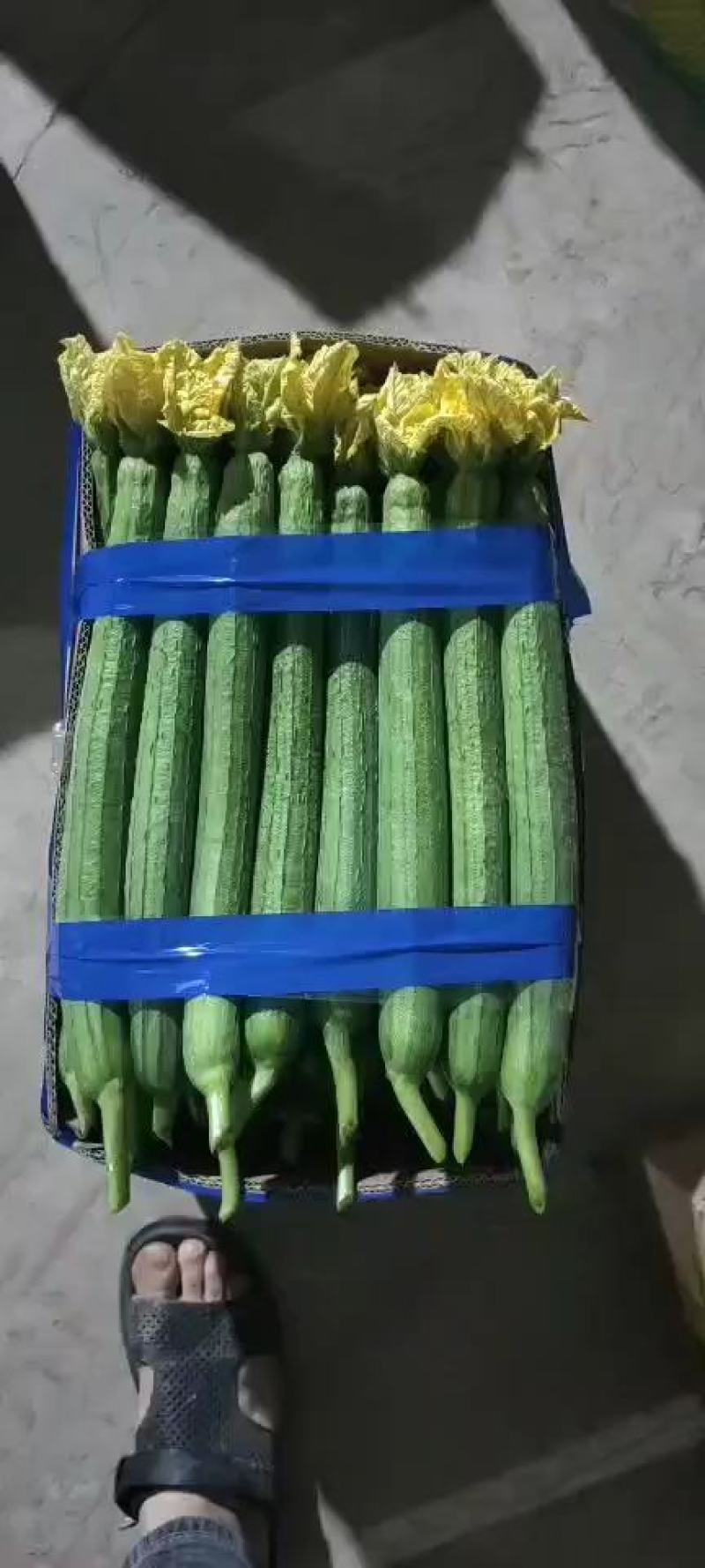 连云港，鲜花丝瓜，精品