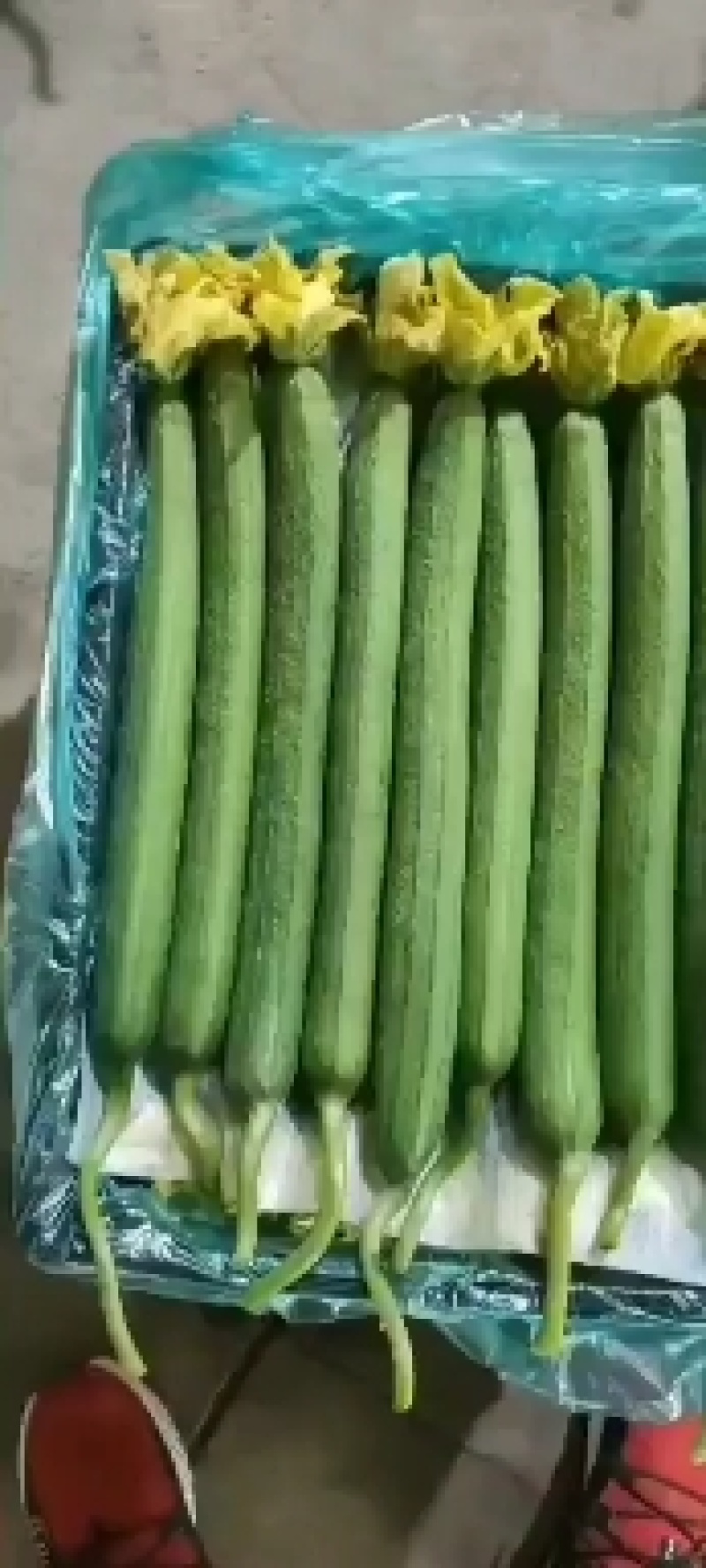 连云港，鲜花丝瓜，精品