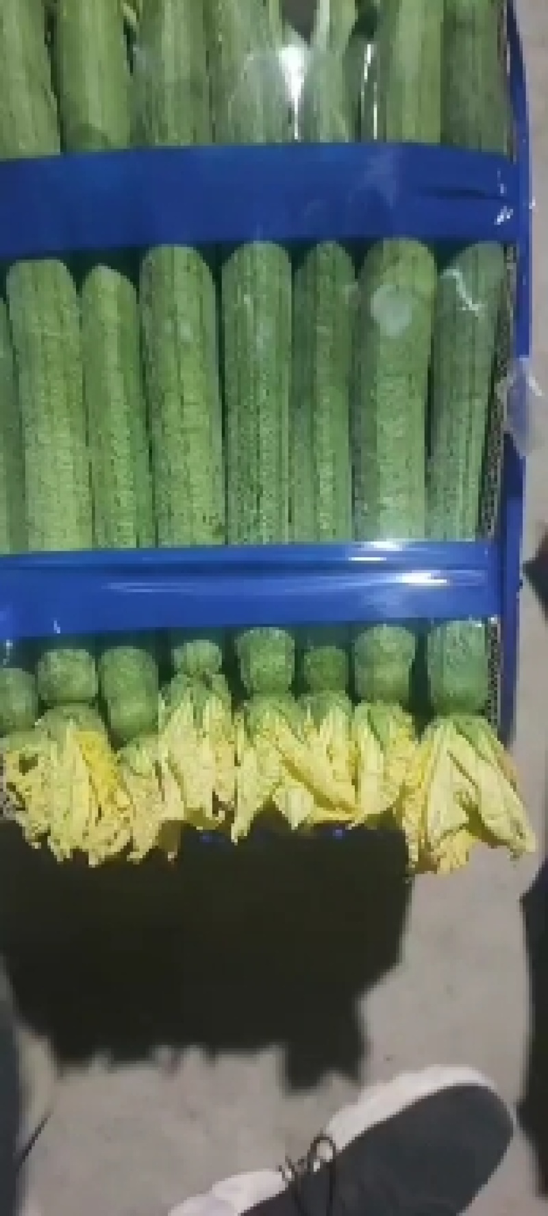 连云港，鲜花丝瓜，精品