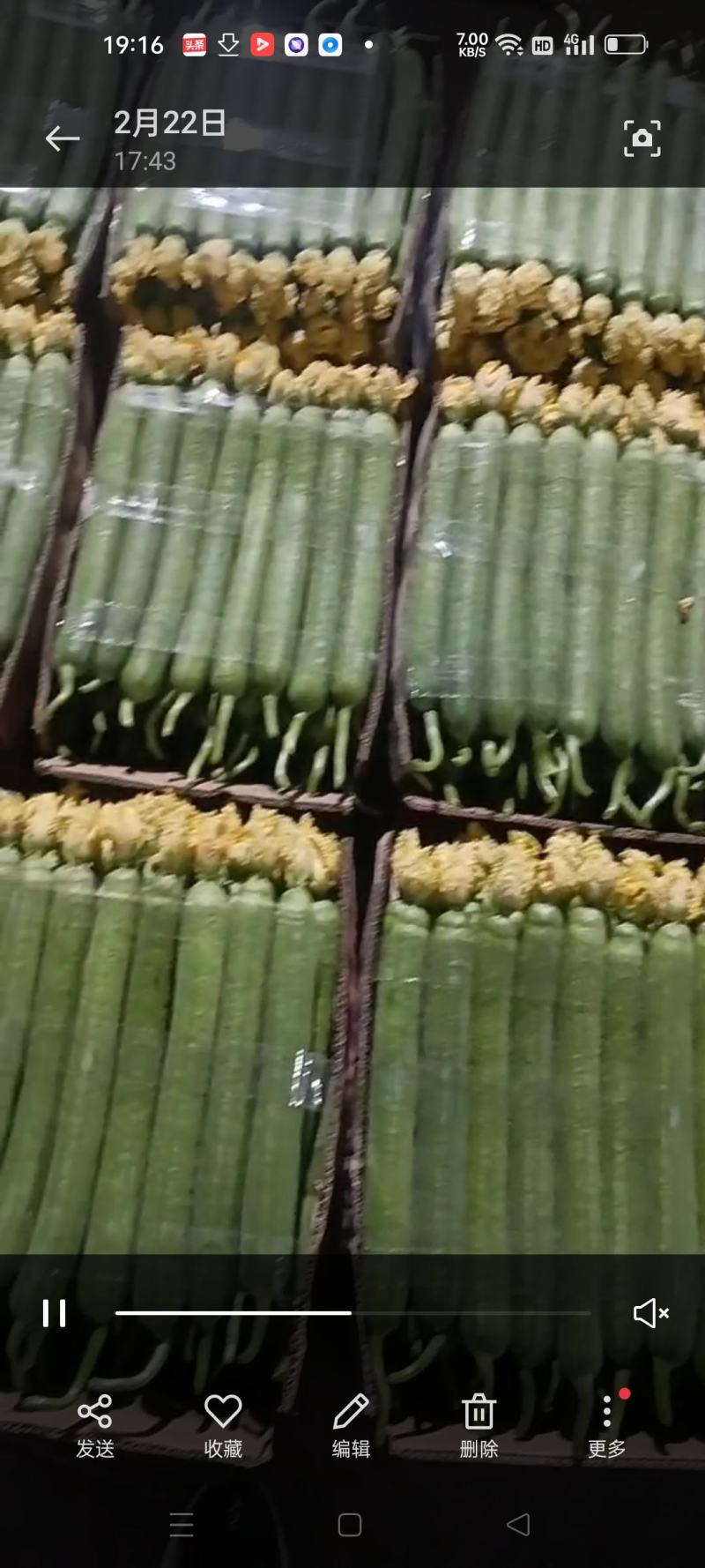 连云港，鲜花丝瓜，精品