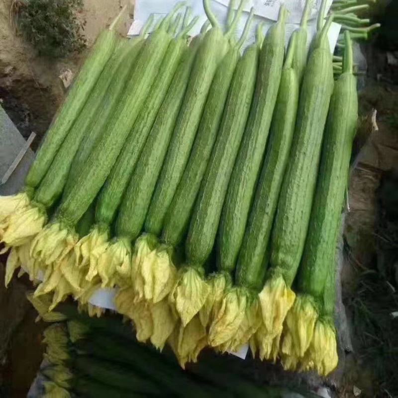 连云港，鲜花丝瓜，精品