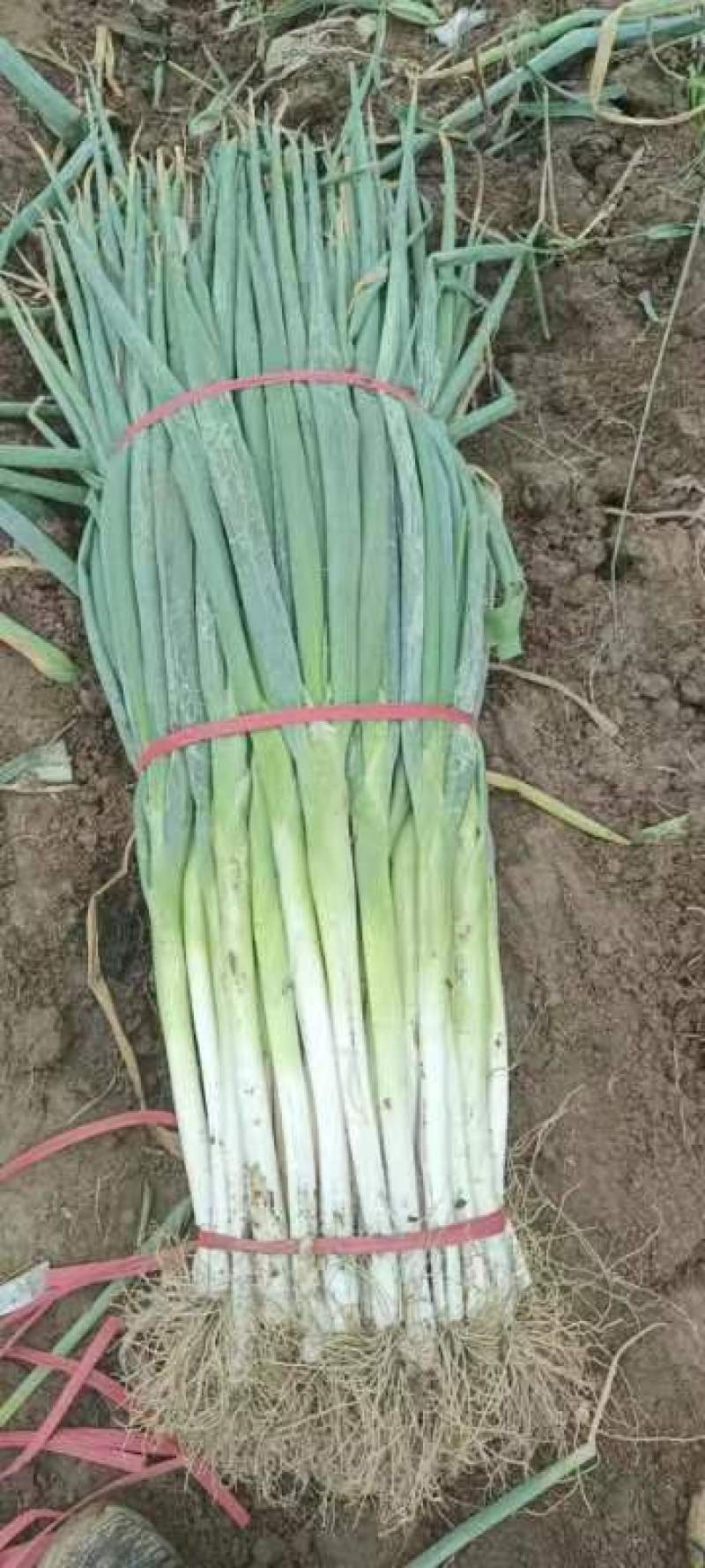 河北本地精品大葱大量上市了需要的老联系我