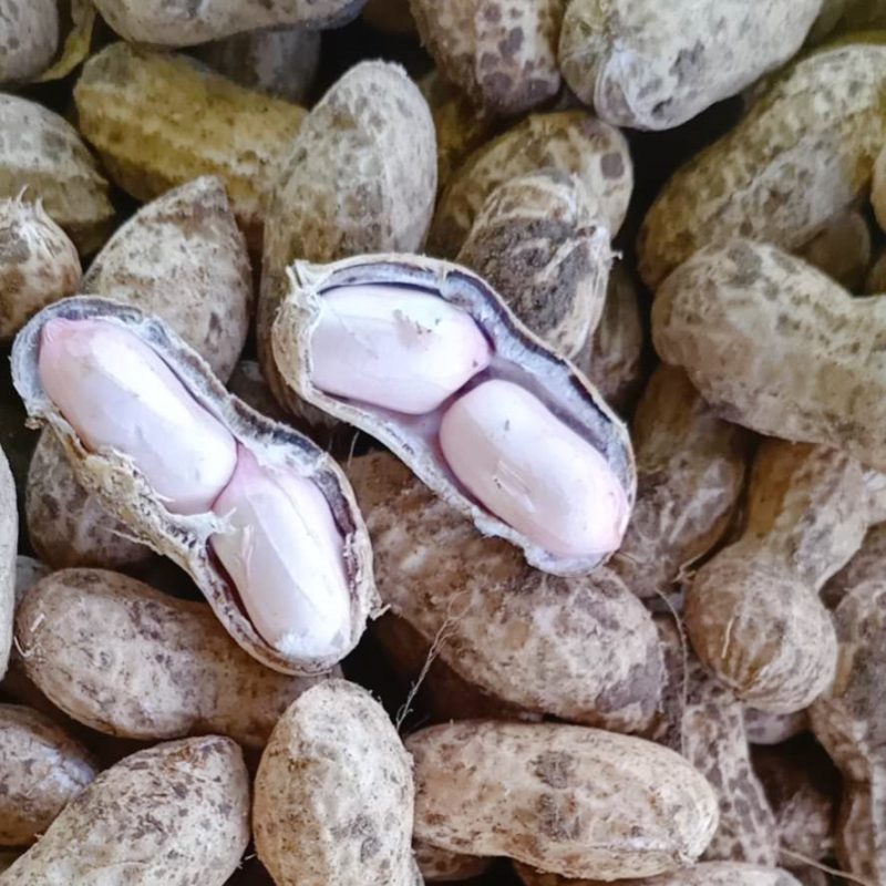 白沙系列鲜货带壳精选花生电商优选支持代发