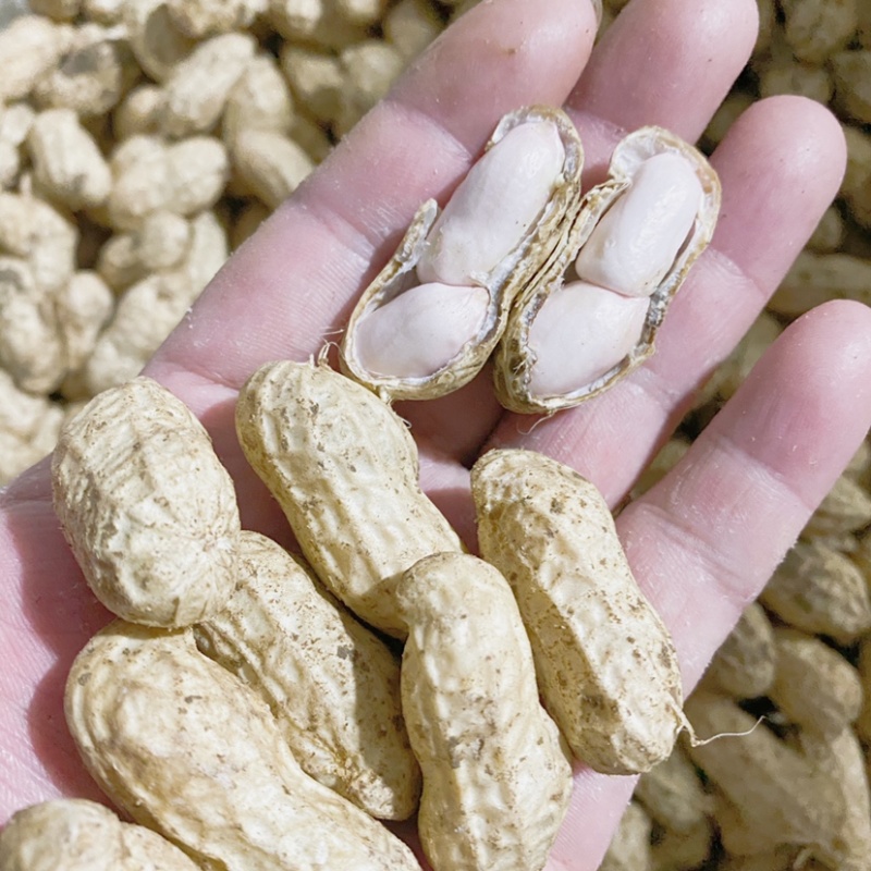 白沙系列鲜货带壳精选花生电商优选支持代发